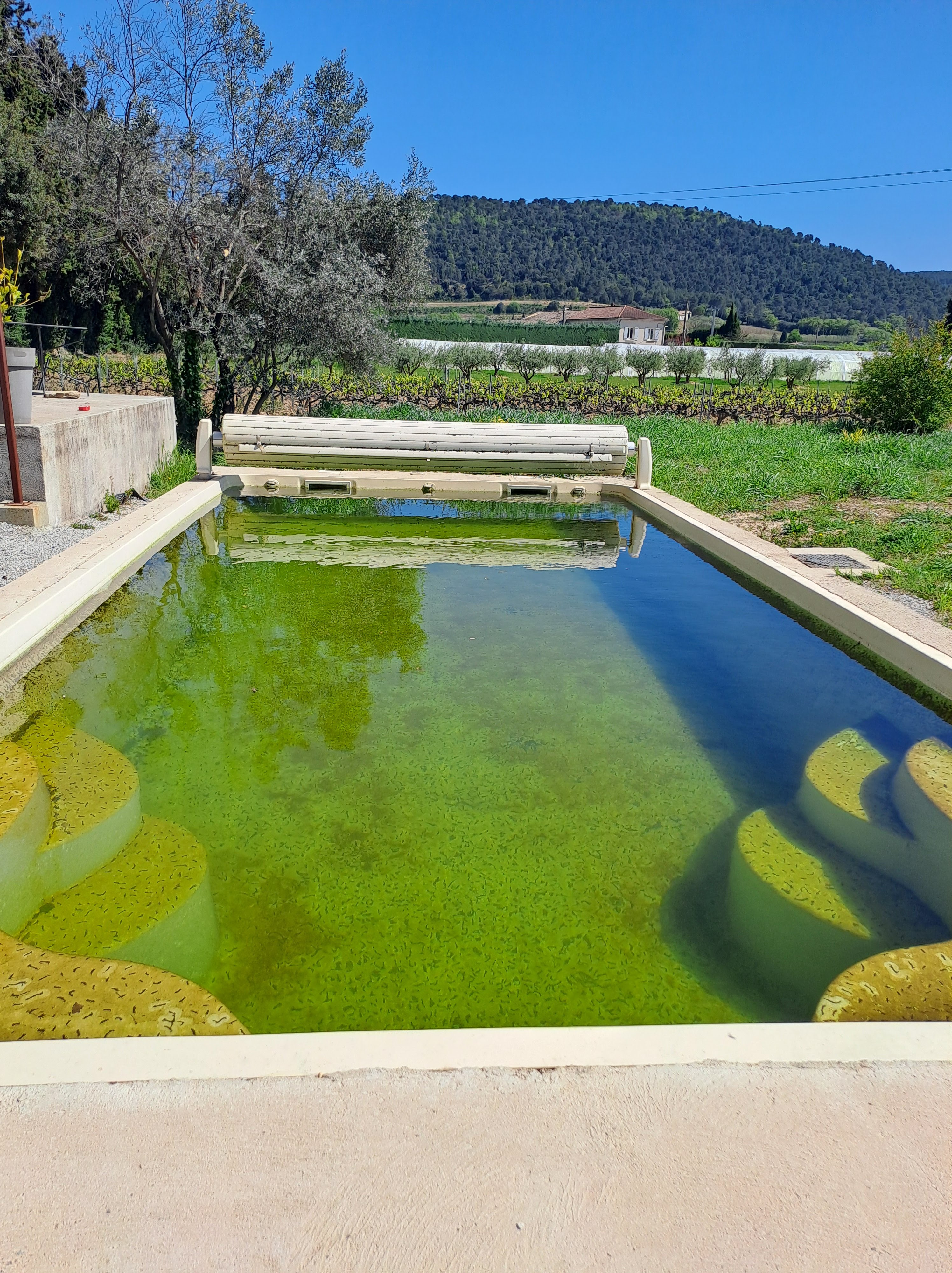 Bassin 1 — Avant : eau verte